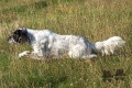 Setter Anglais ROONEY DEL SARGIADAE Setter Anglais ROONEY DEL SARGIADAE